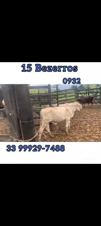 15 Bezerros 