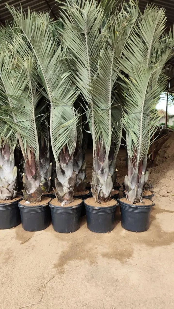 PROMOÇÃO DE PALMEIRAS TRIANGULAR / 2 METROS DE ALTURA  - Foto 2