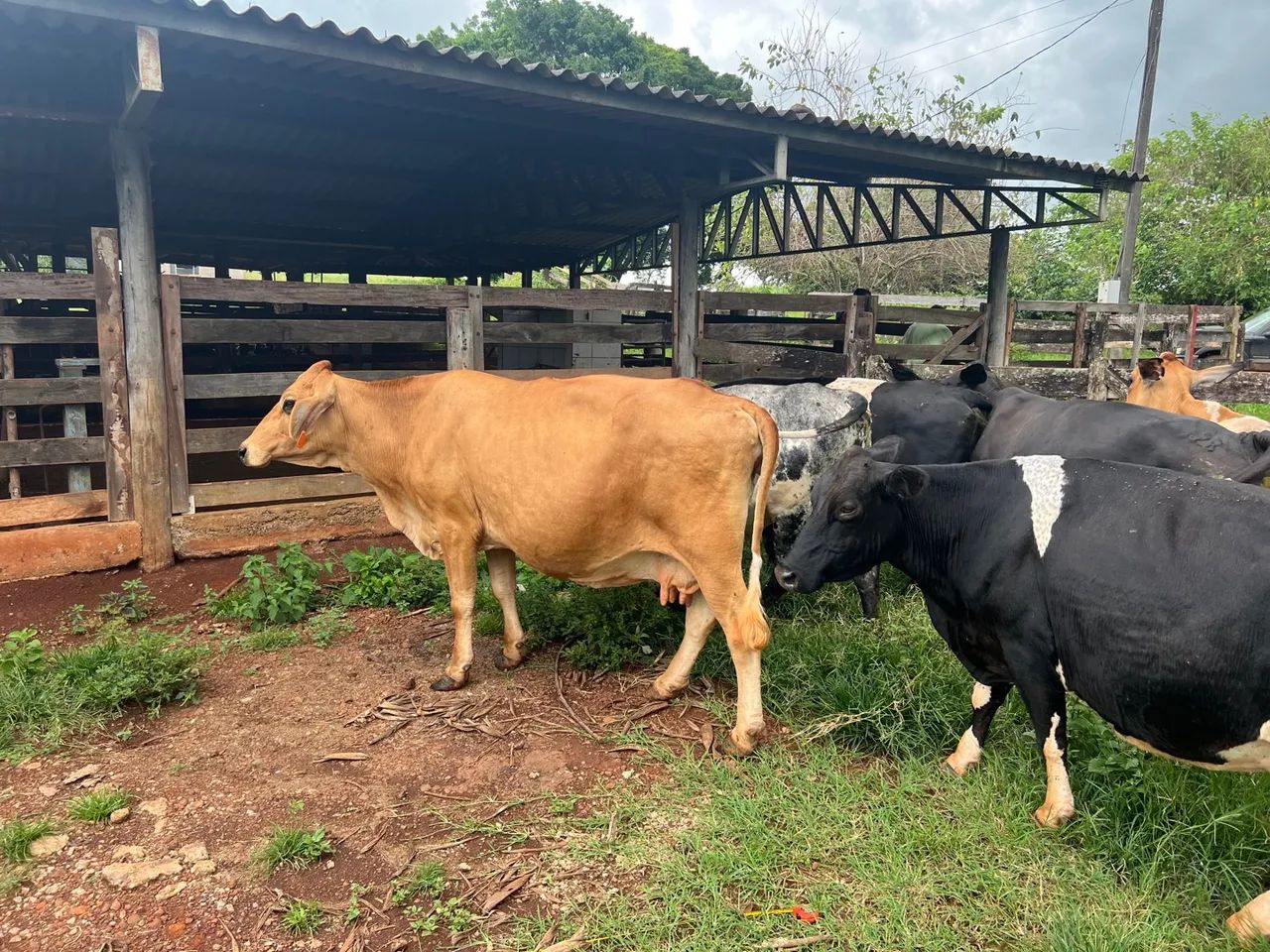 Vaca procedência leiteira 