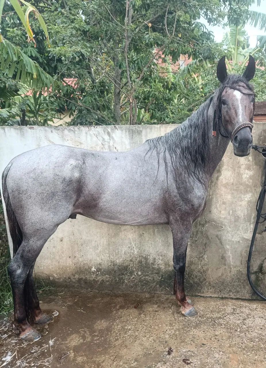 Cavalo Mangalarga Marchador