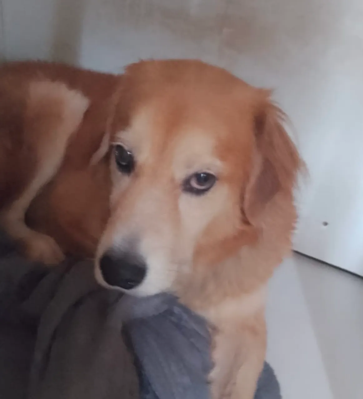Golden Retriever adorável para adoção