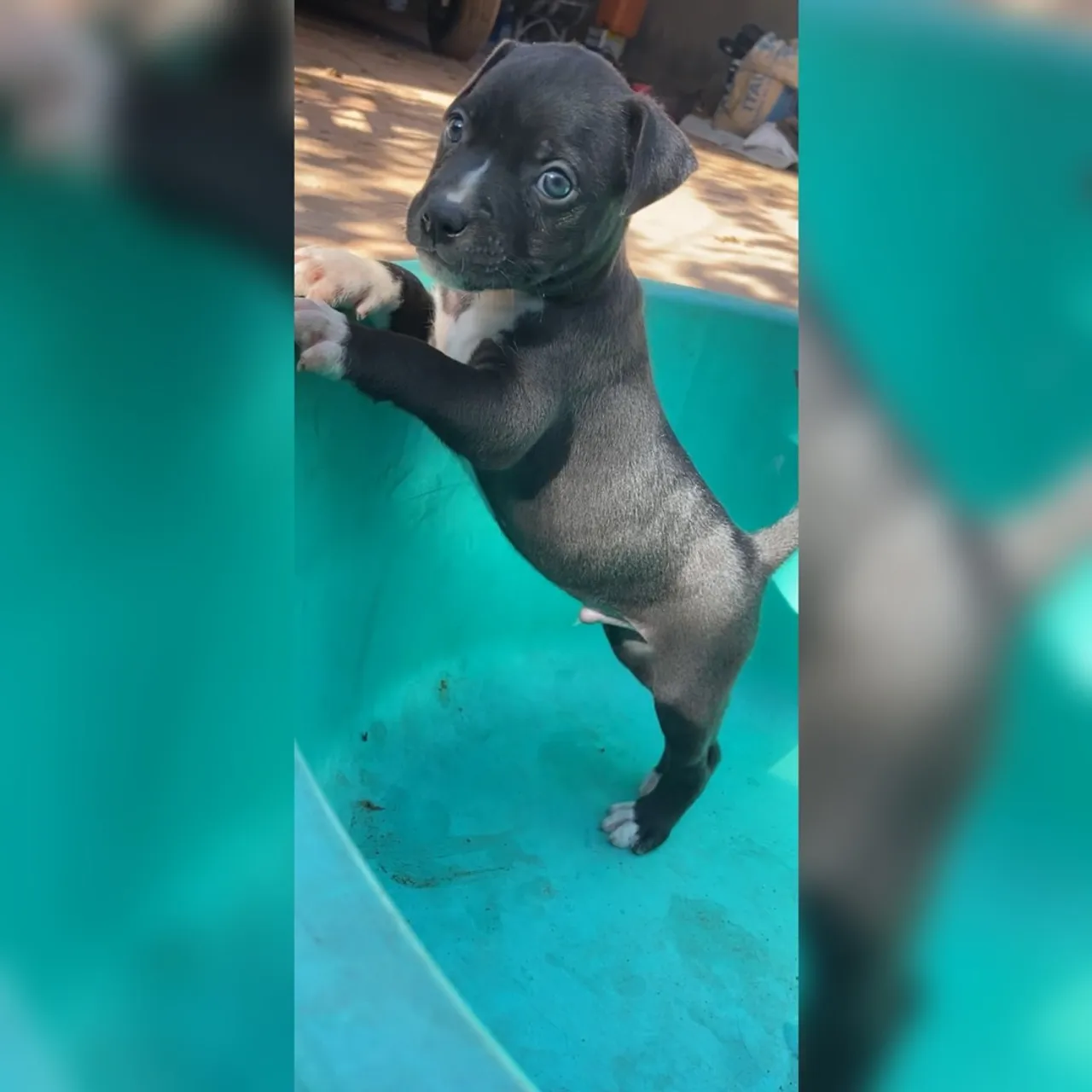Filhotes de Pitbull