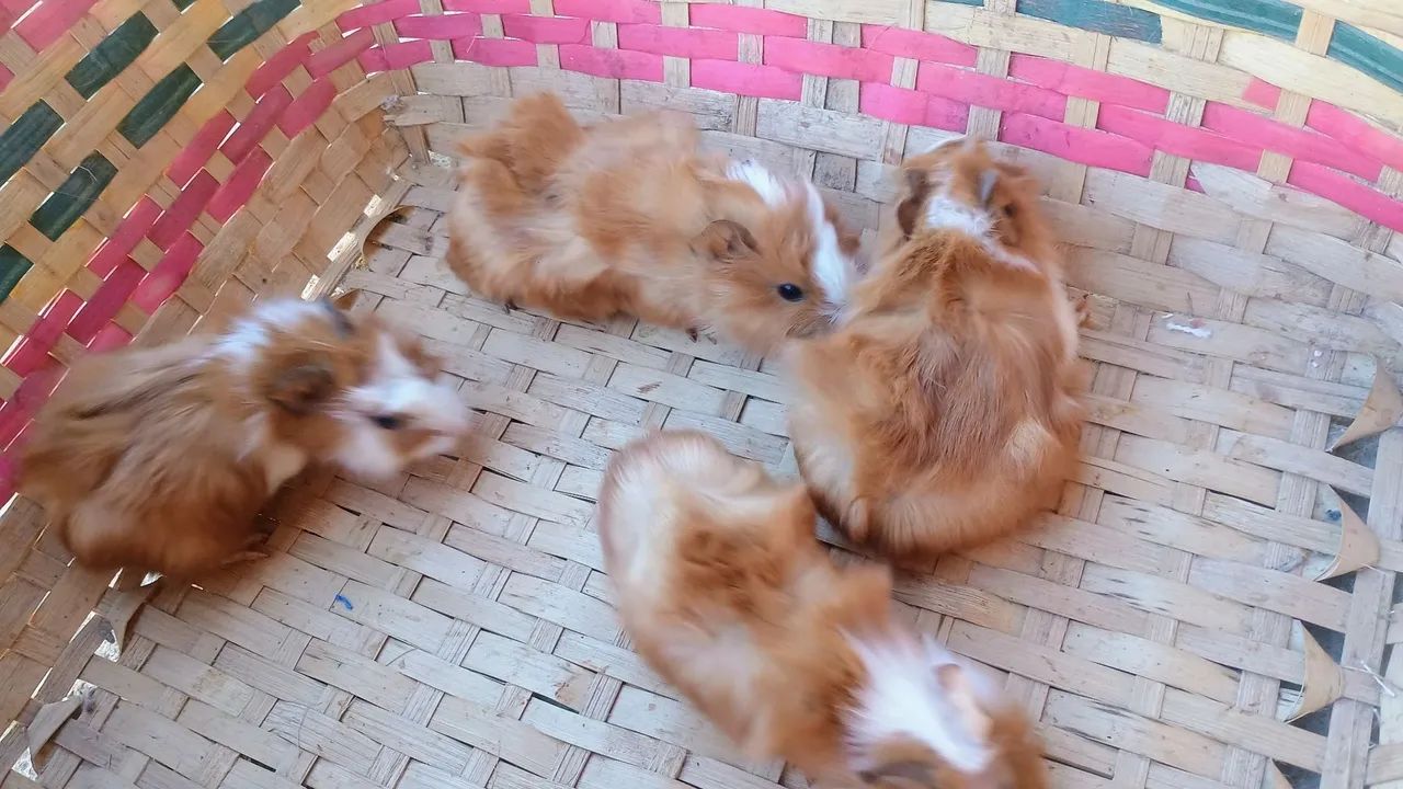 Filhotimhos de Porquinho da Índia - Foto 2