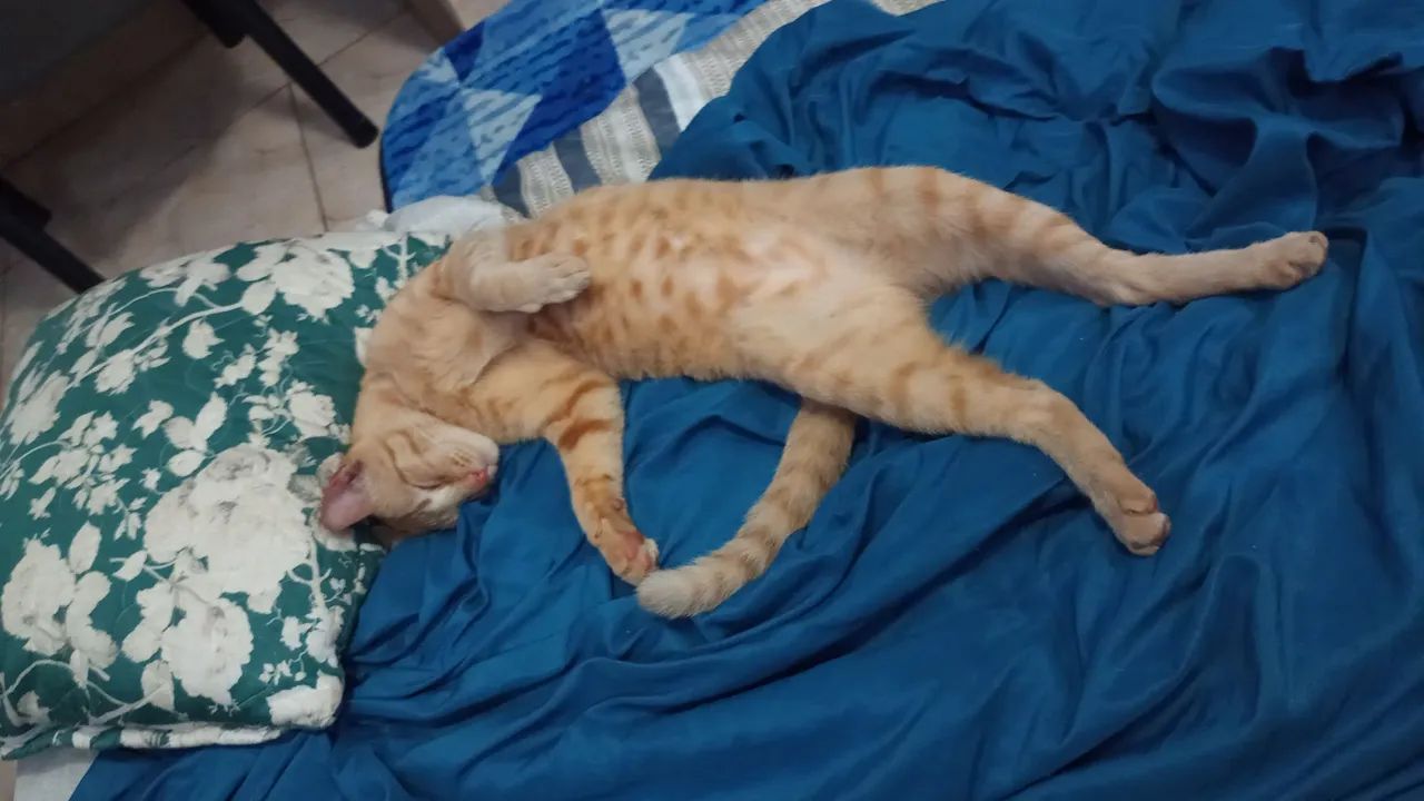 Dia se gato laranja castrado  - Foto 2