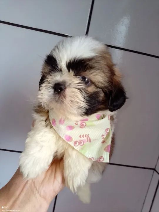 Filhote Shih Tzu - Significante na sua vida