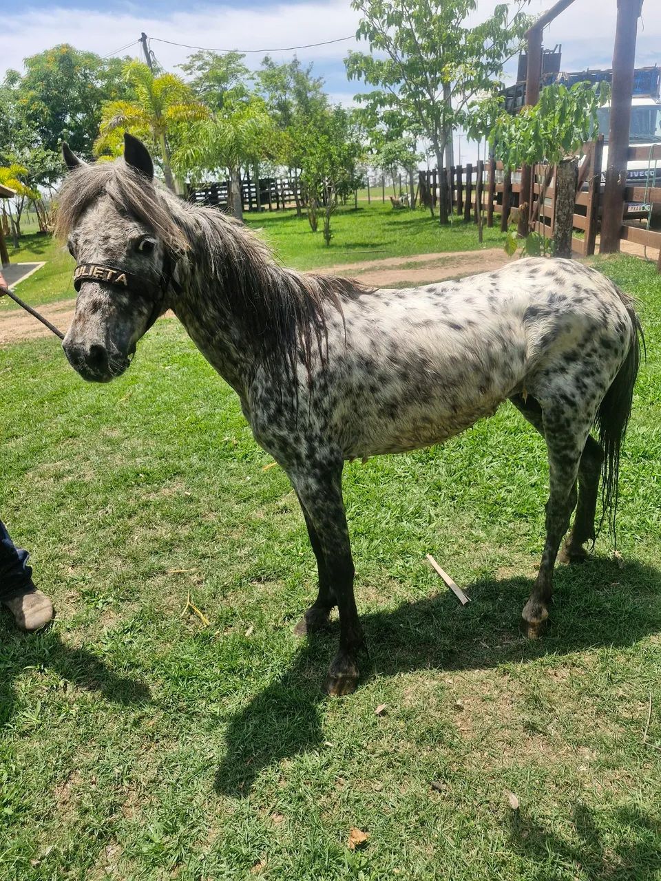 Mini ponei apalosa - Foto 4