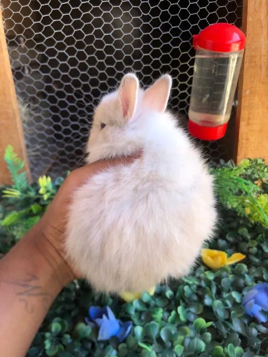O menor coelho do mundo da raça netherland dwarf - macho  - Foto 4