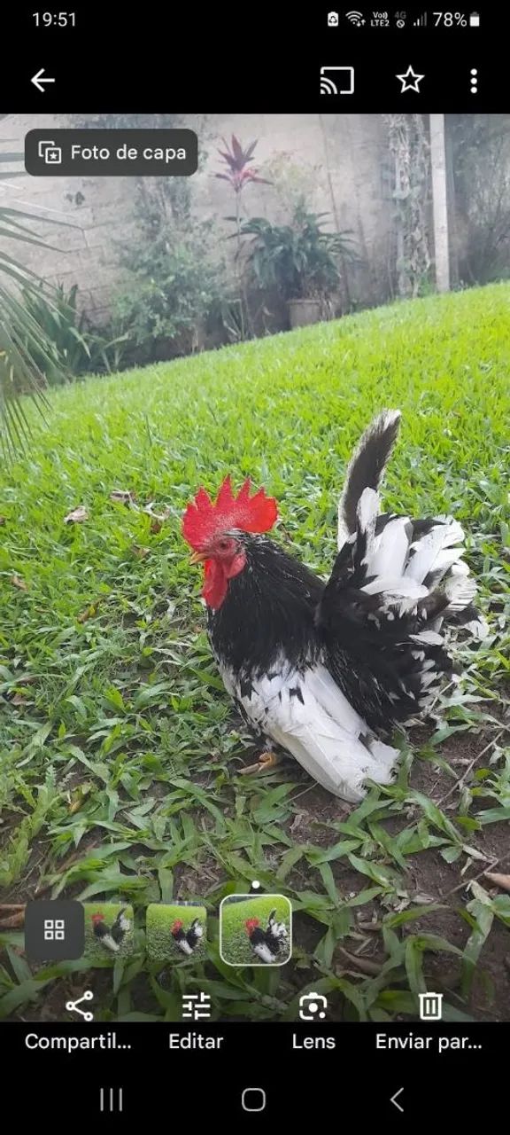 Galo de raça - Miniatura - Foto 2