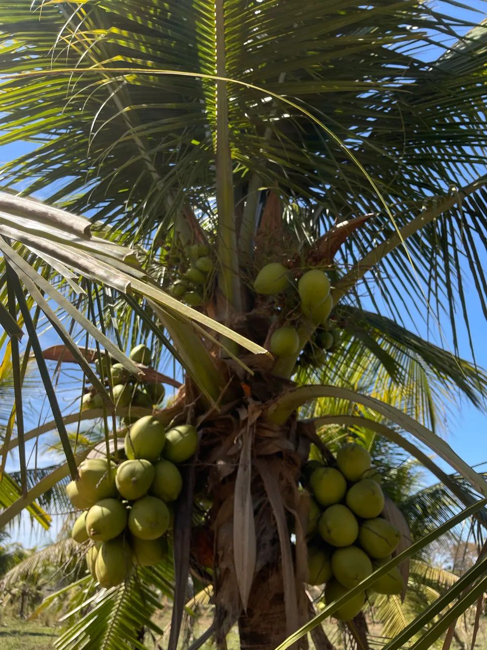 Coco verde 64298558227586121