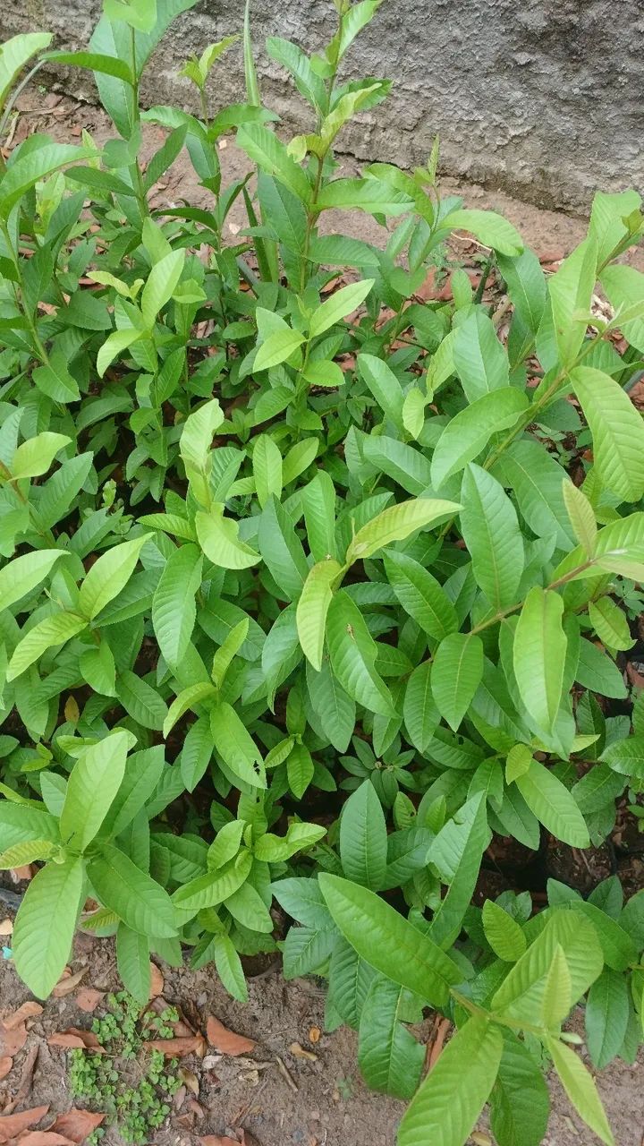 Mudas de plantas  - Foto 3