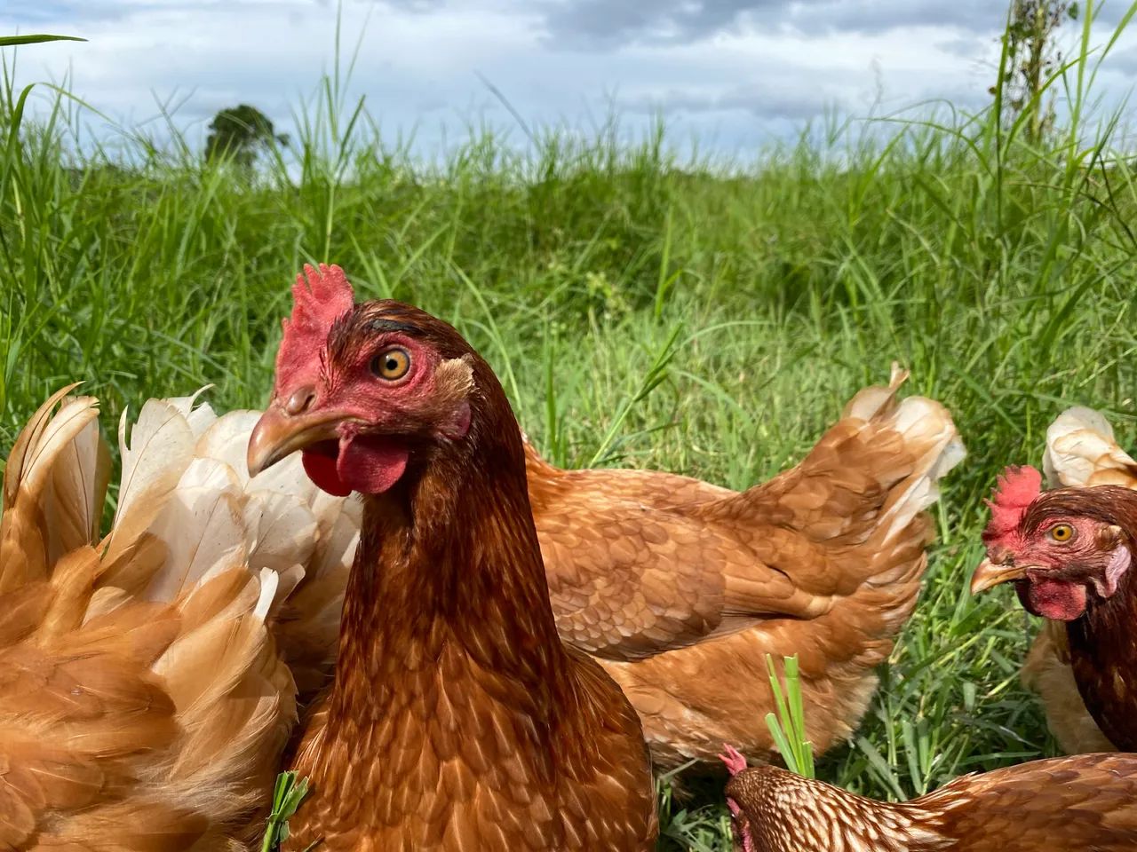 Ovos caipiras de galinhas livres de gaiolas - Direto do produtor - Foto 4