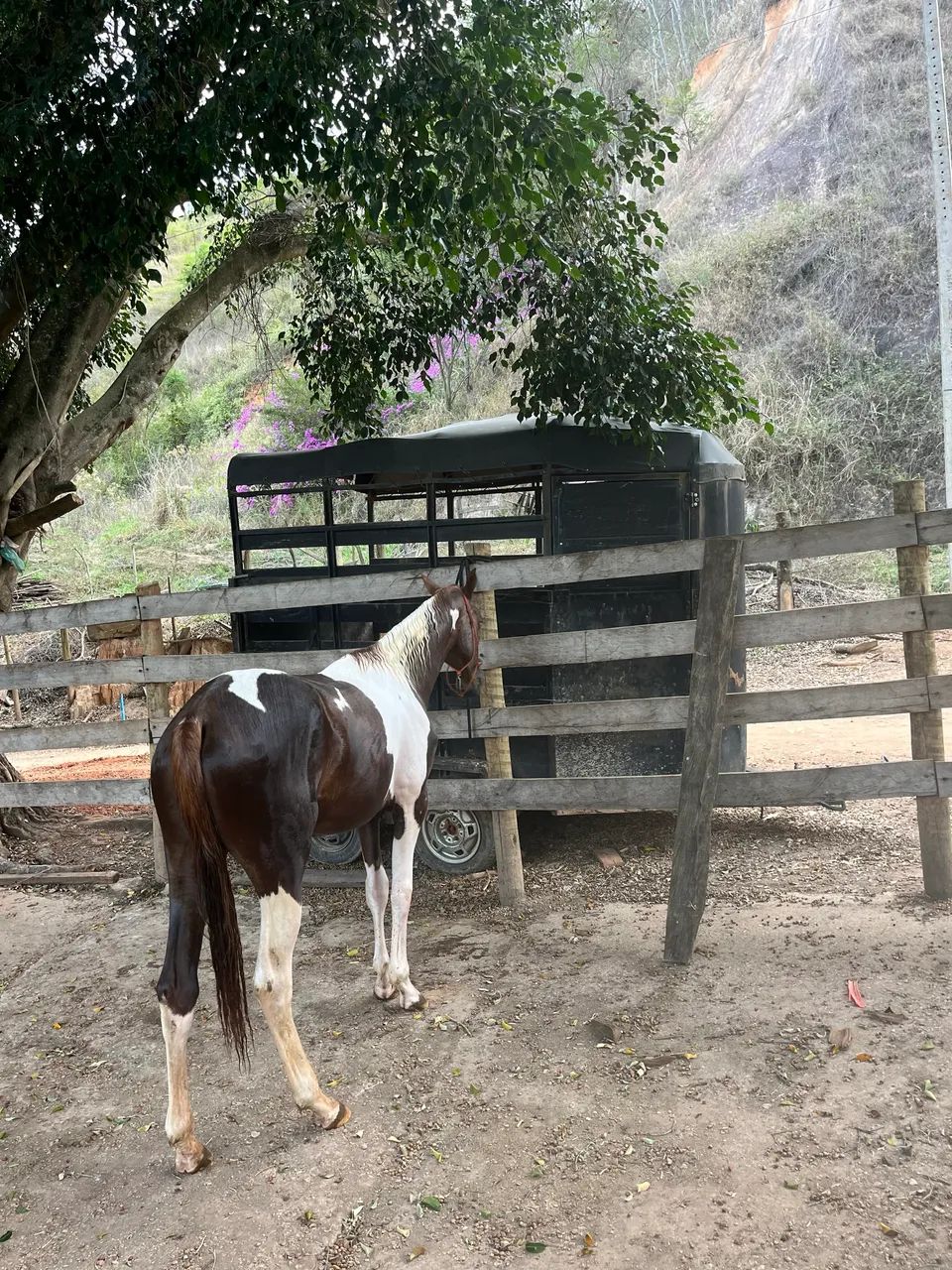 Potra Paint Horas  - Foto 5