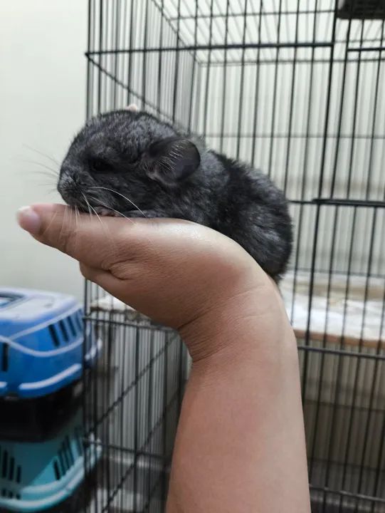 Filhotes chinchilas  - Foto 4