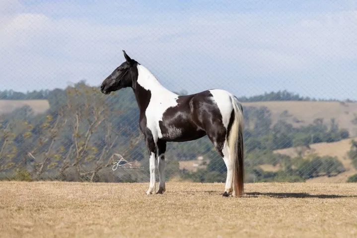 Cavalos Mangalarga Marchador, puro sangue, registrados e chipados-Parcelamos - Foto 4