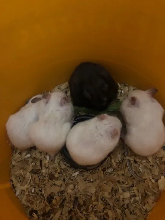 Vendo hamsters sírios $20 cada 