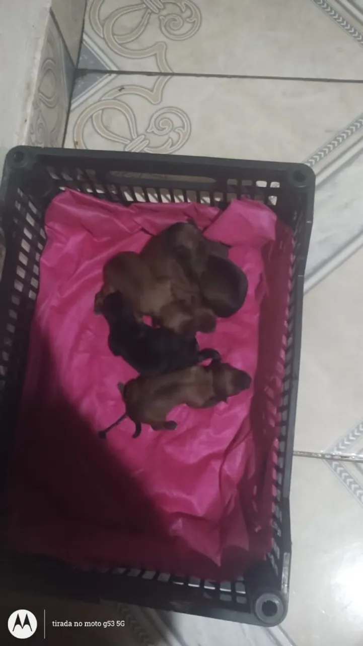 Filhotes de cachorro