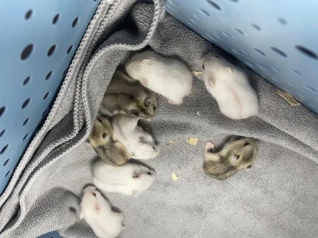 Hamster anao russo 64167794168067121