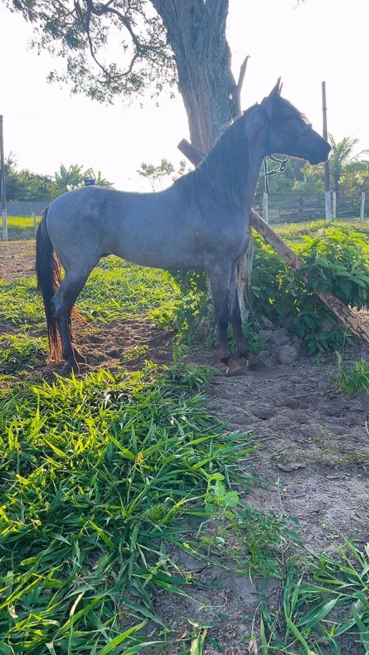 Cavalo Mangalarga Marchador - Foto 2