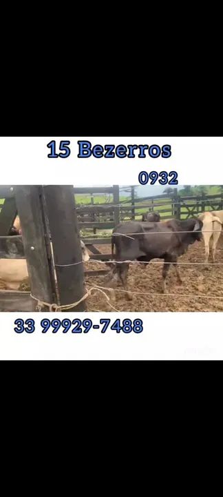 15 Bezerros  - Foto 5