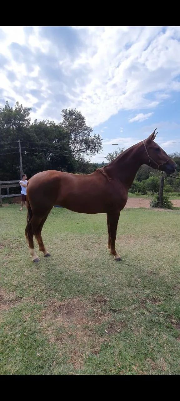 POTRA LUXOOOOO  - Foto 5