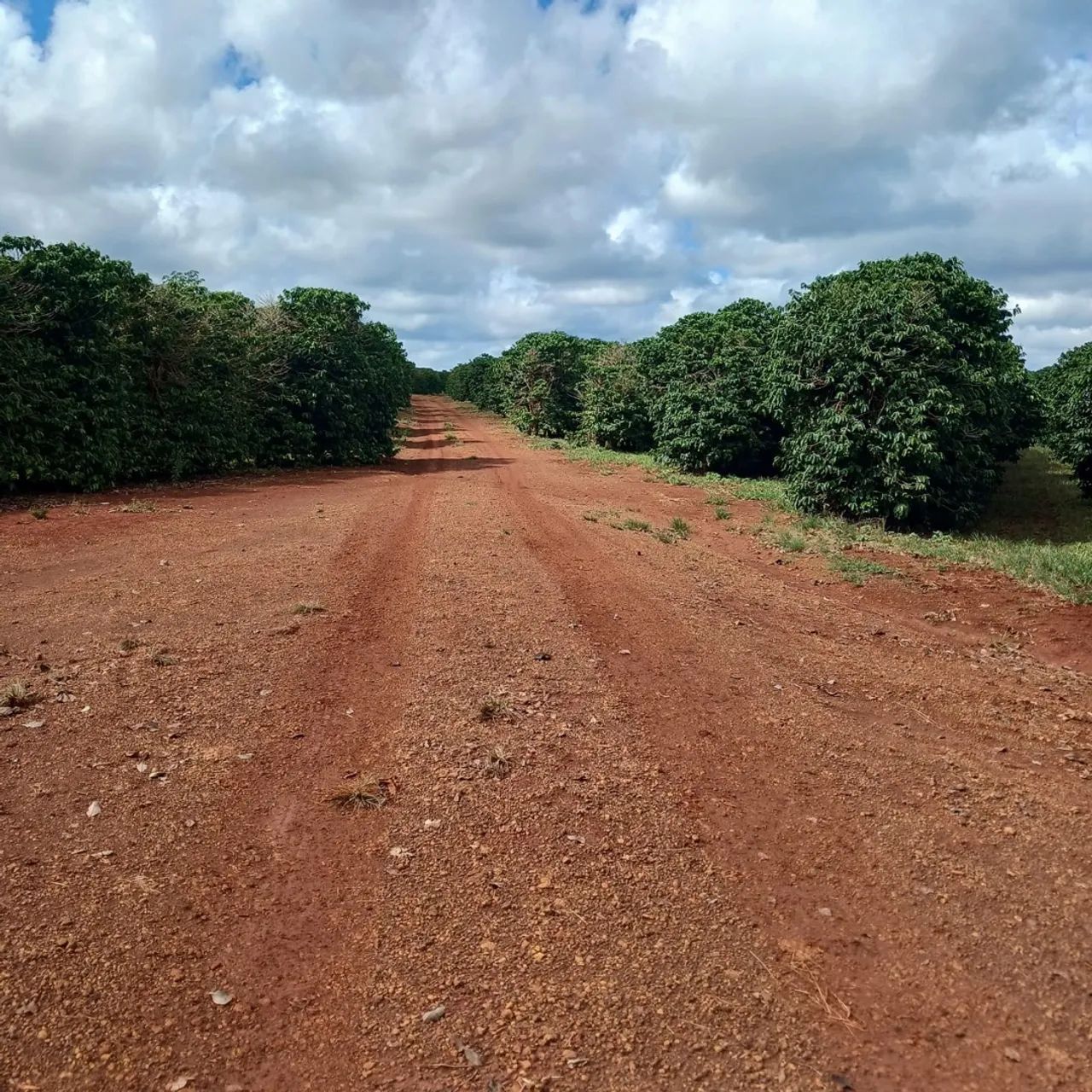 Fazenda de café a venda 