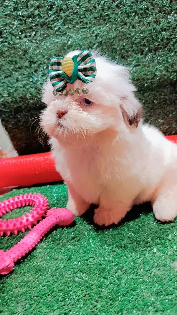 Filhote Shih Tzu fêmea, puro e charmoso! - Foto 2