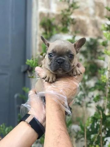 Bulldog Inglês Cachorrinhose com Contrato, Pedigree e Vacinação Importada Veja Agor