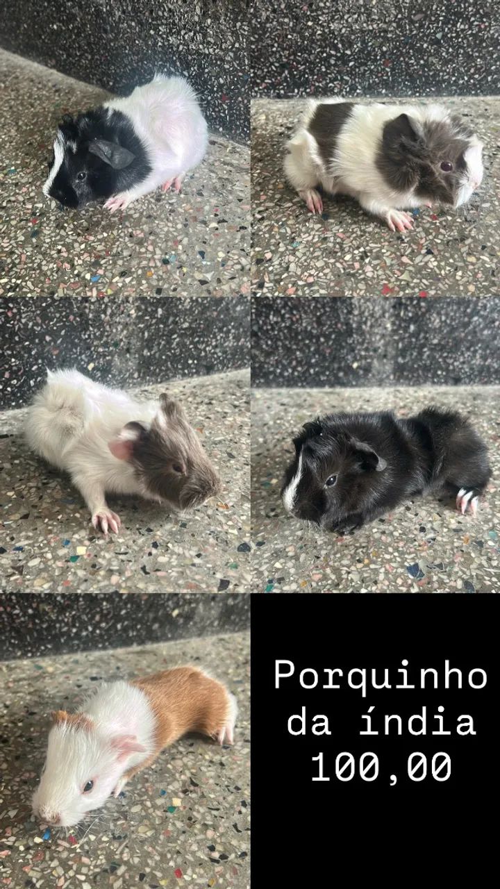 Porquinho da índia 