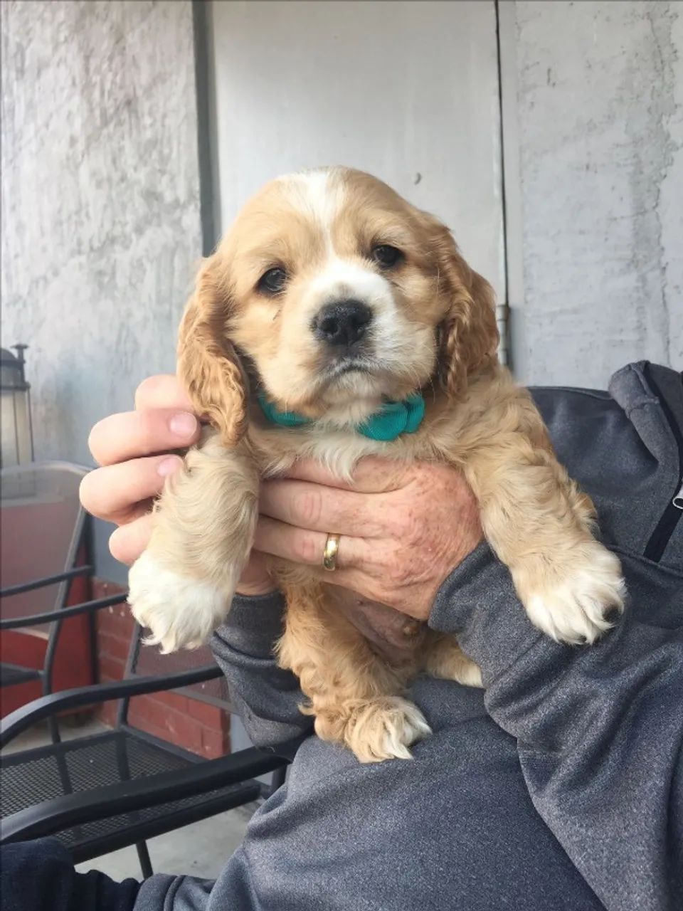 Cocker spaniel disponivel 