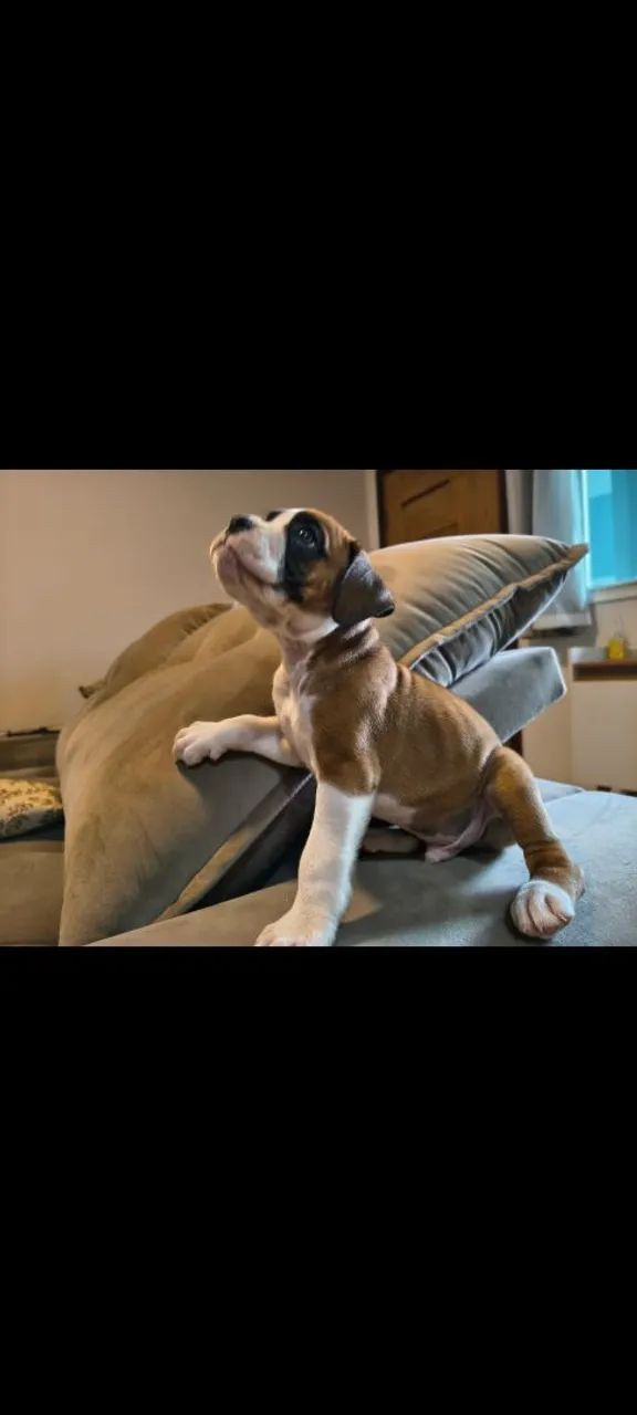 Filhotes de boxer - Foto 3