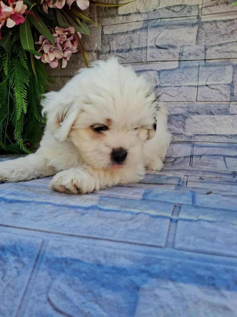 Shitzu minie - Foto 5