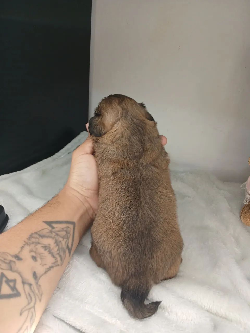 Filhote de shihtzu fêmea disponível para reserva  - Foto 6