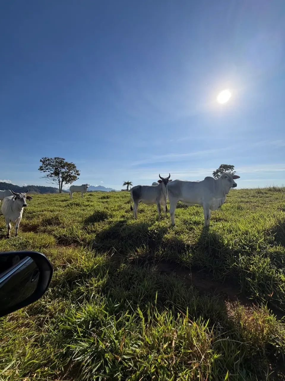 fazendinha em Timbui