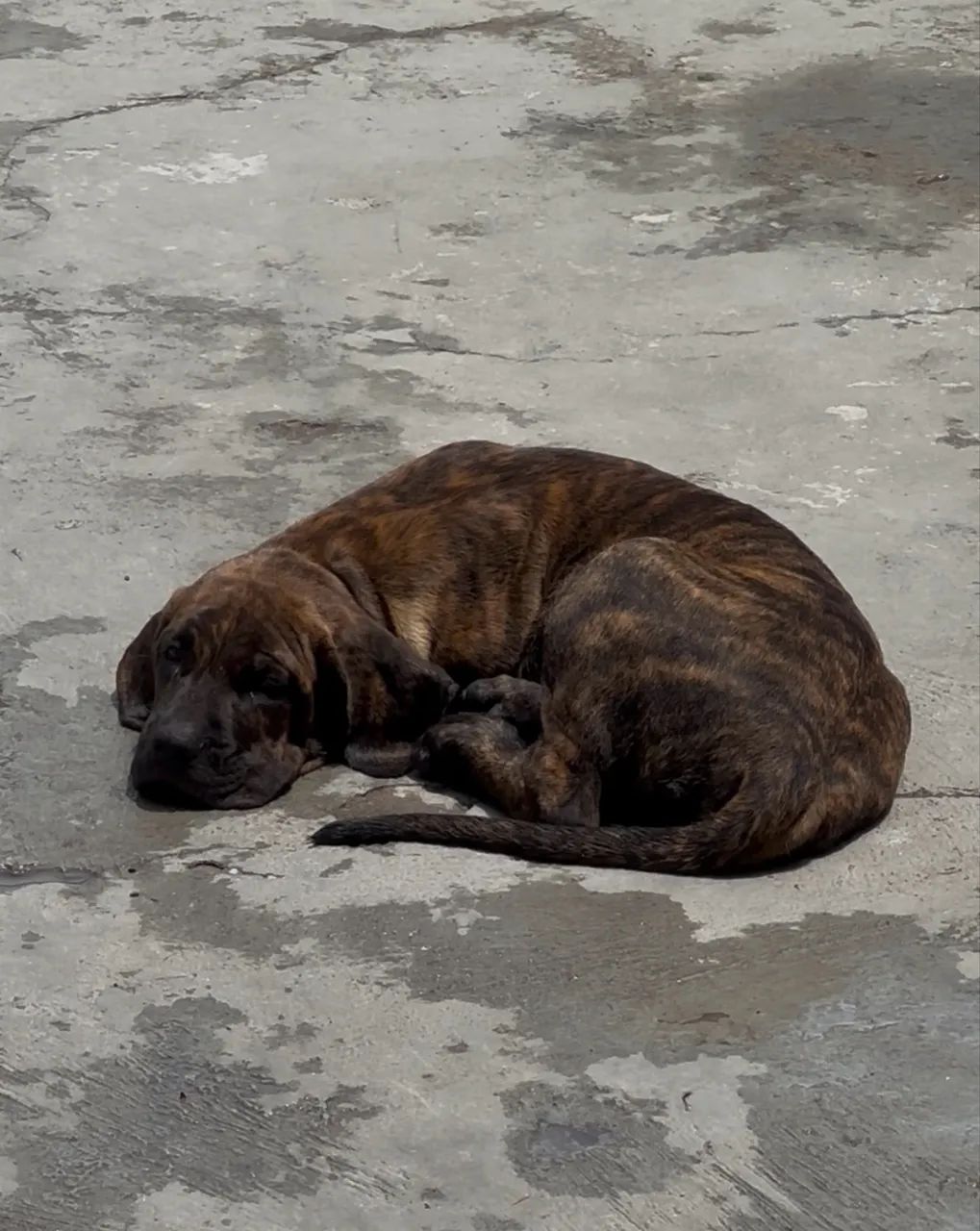 Fila Brasileiro