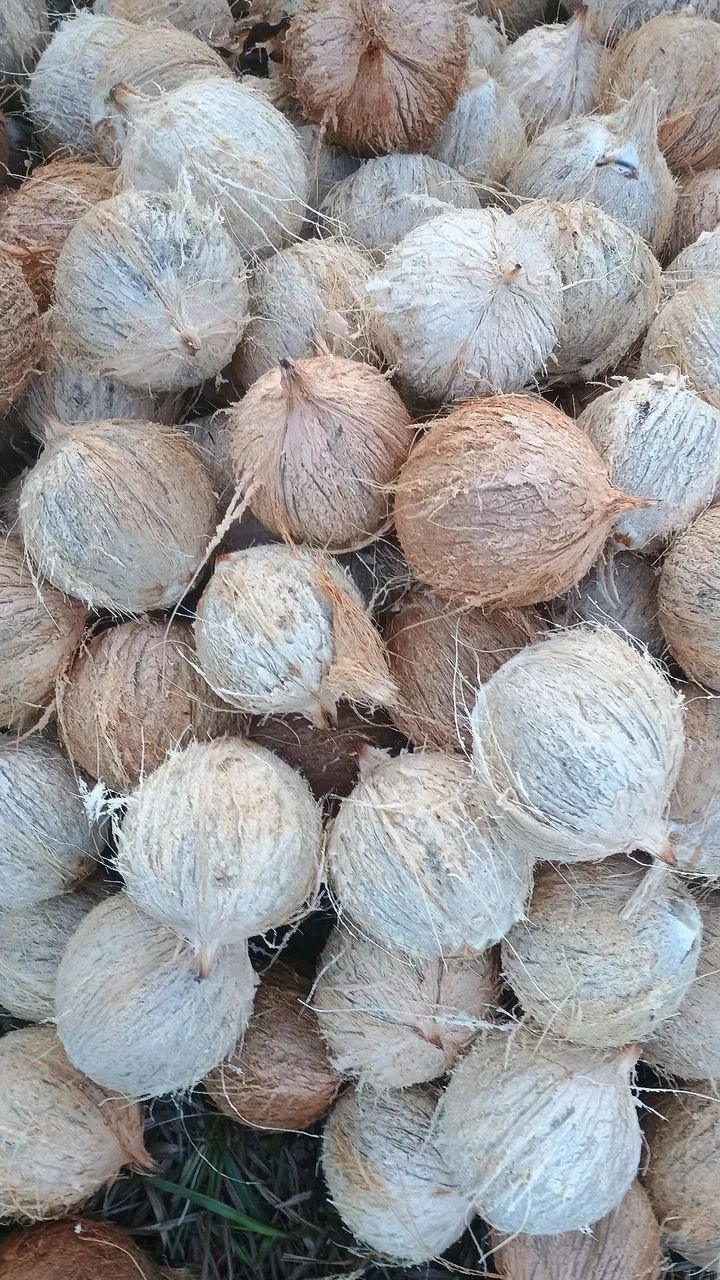 Coco seco de Paraipaba  - Foto 3