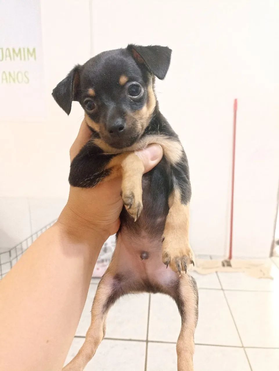 Filhotes Pinscher macho