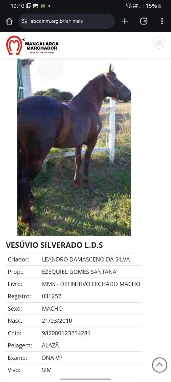 Cavalo menga larga machador  - Foto 5