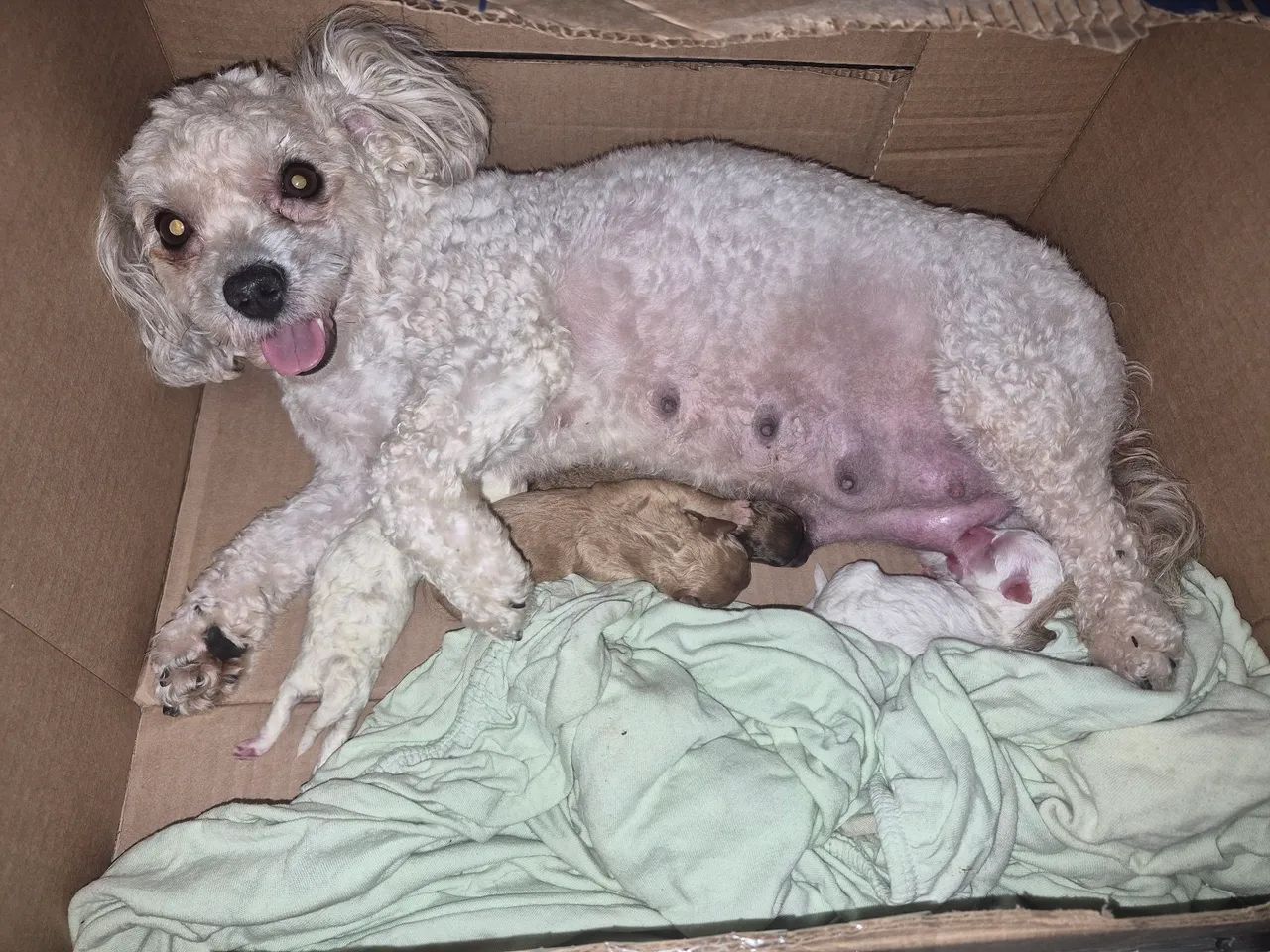 Poodle - Foto 3