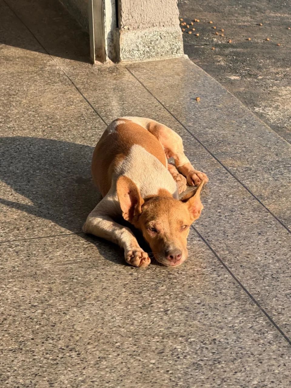 Adoção responsável  - Foto 2