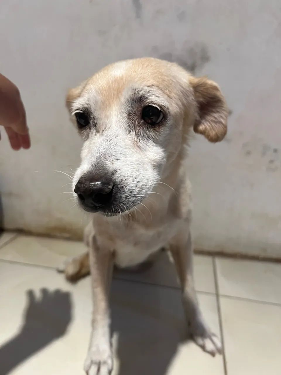 Adoção cachorro  - Foto 3
