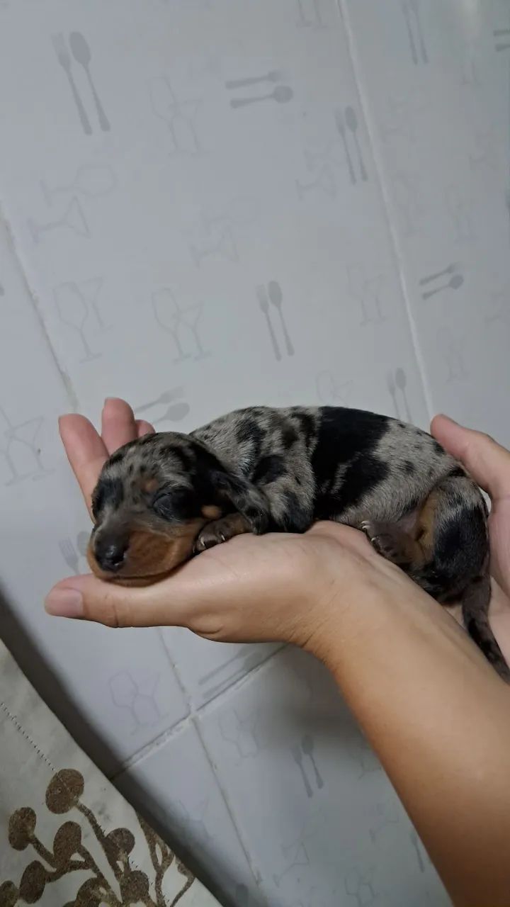 DASCHUND SALSICHA MACHO E FÊMEA ALERQUIM  - Foto 6