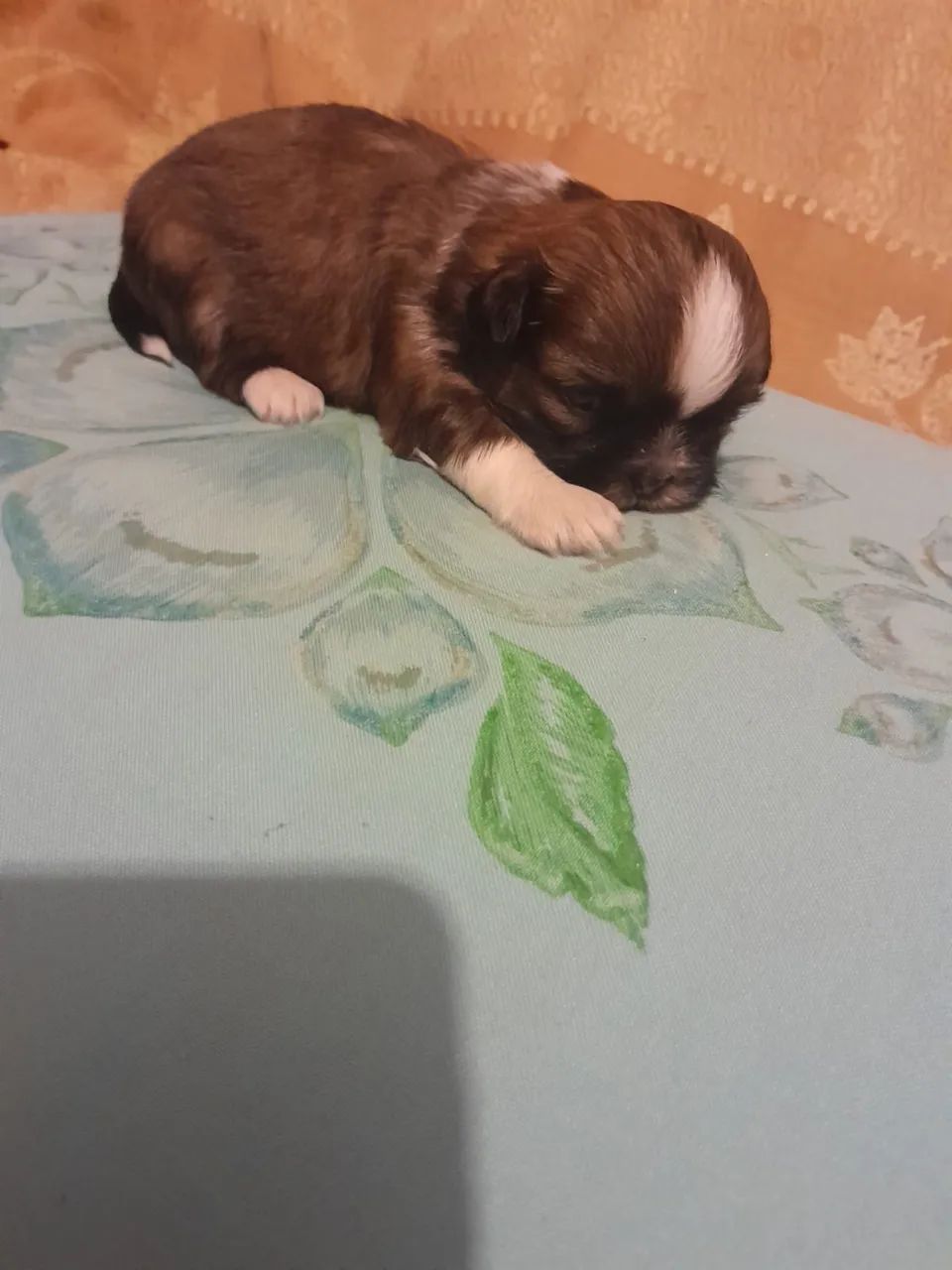 Shih tzu macho  - Foto 4