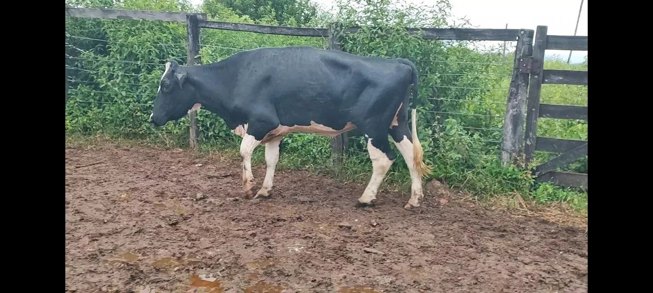 Novilha Cruzada (Pirenópolis) - Foto 4