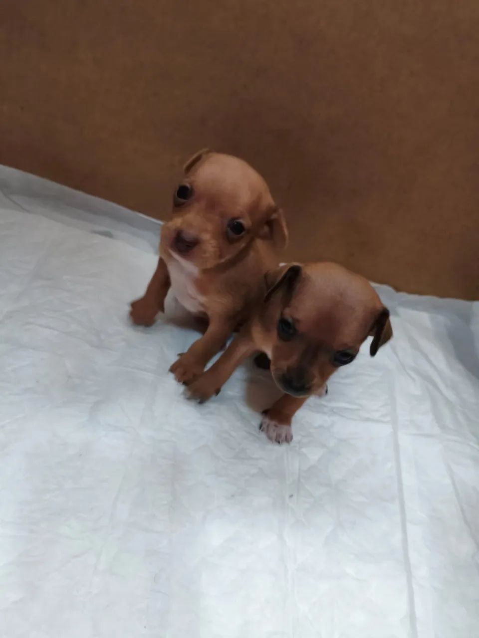 Vendo 2 pinscher macho - Foto 2