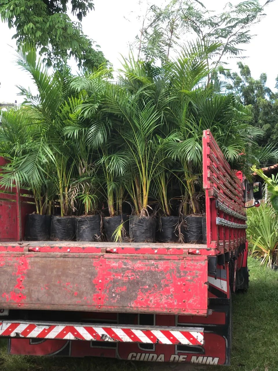 Palmeira areca bambu - Foto 5