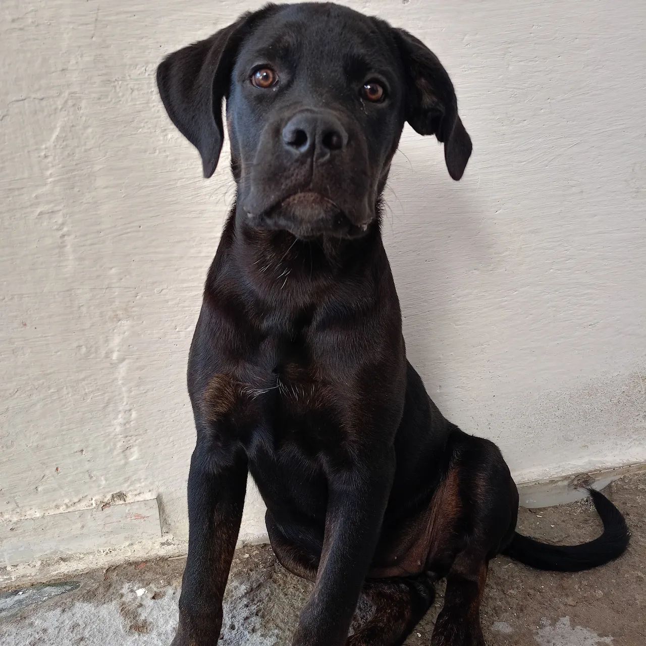 Cane corso fêmea 