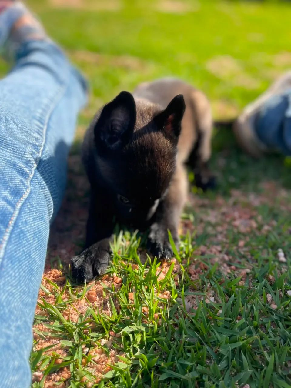 Pastor belga malinois  - Foto 3