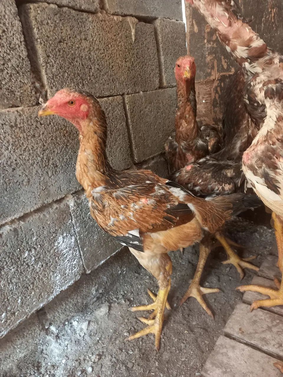 Índio gigante  - Foto 6