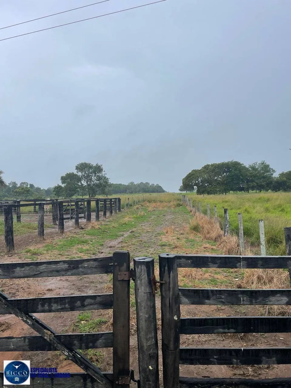 Fazenda à Venda em Nova Crixás  GO | 55 Alqueires | 100% formada - Foto 3