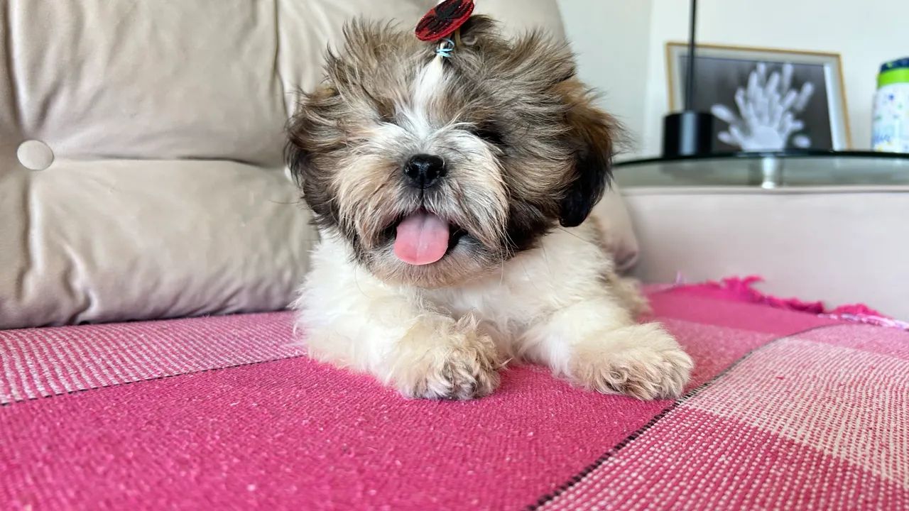 Shih tzu - Foto 3